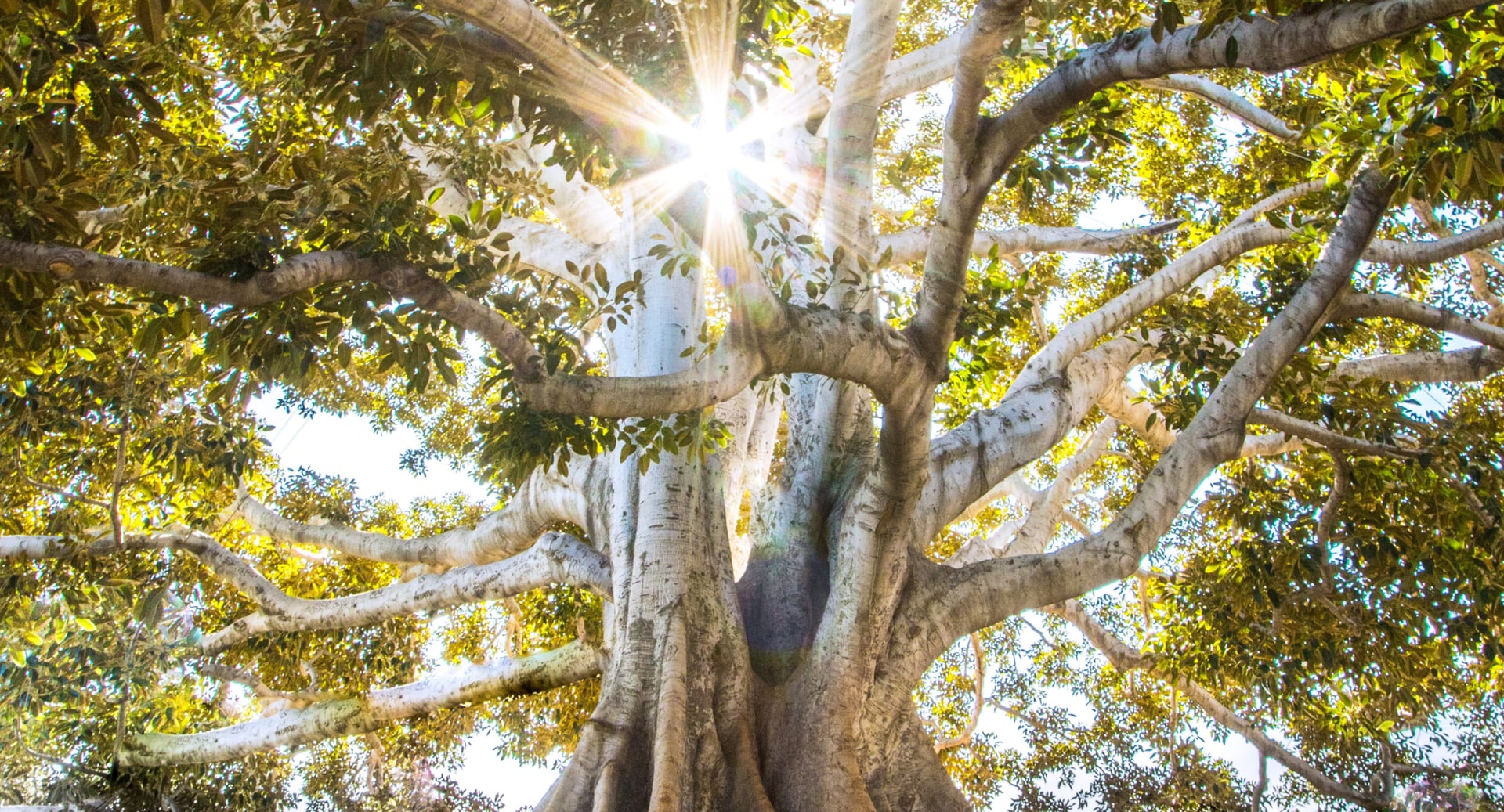 Morning Bright Light Therapy for PTSD