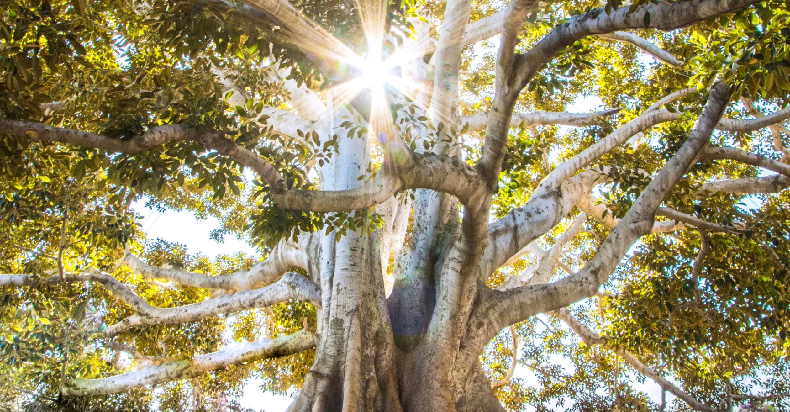 Morning Bright Light Therapy for PTSD